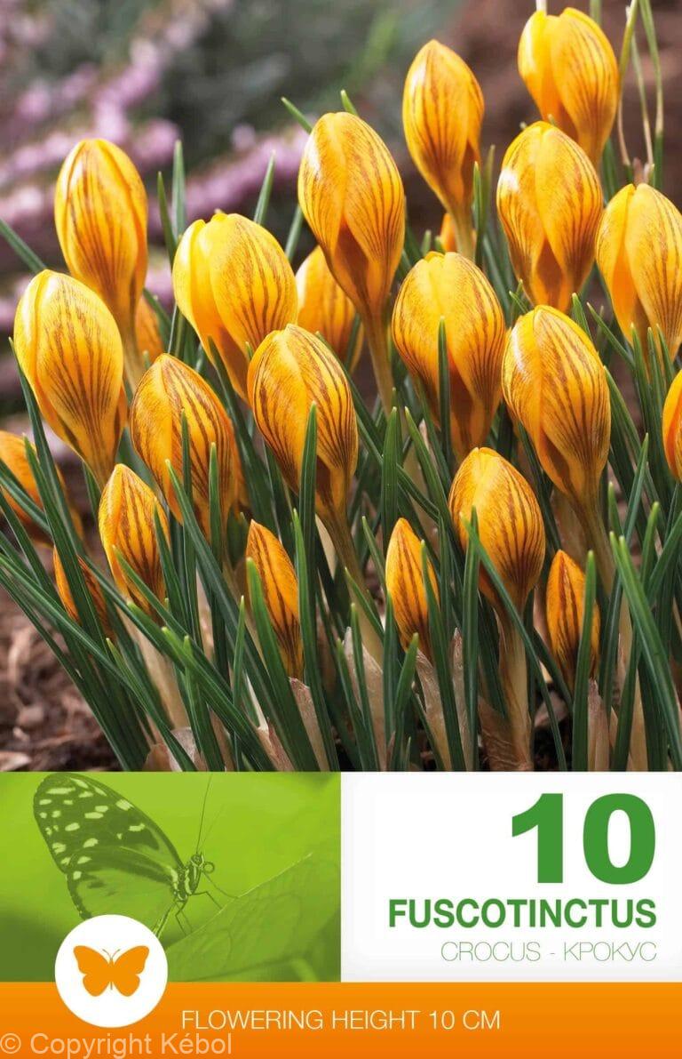 Crocus Fuscotinctus