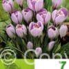 Crocus Pickwick