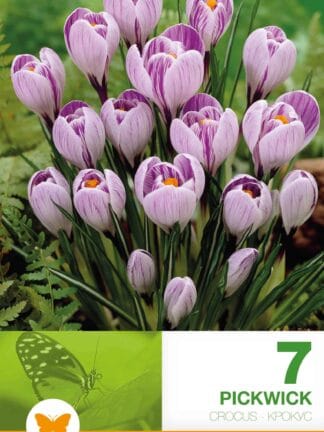 Crocus Pickwick