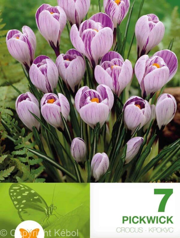 Crocus Pickwick