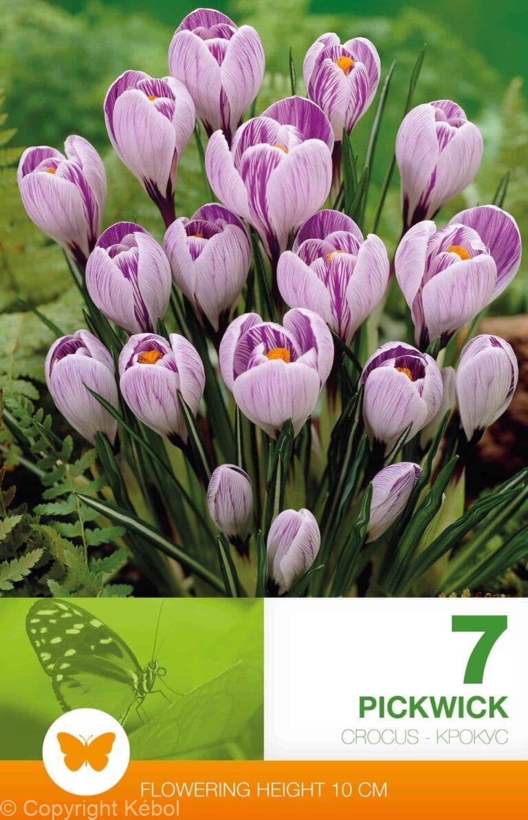 Crocus Pickwick