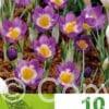 Crocus Sublimis Tricolor
