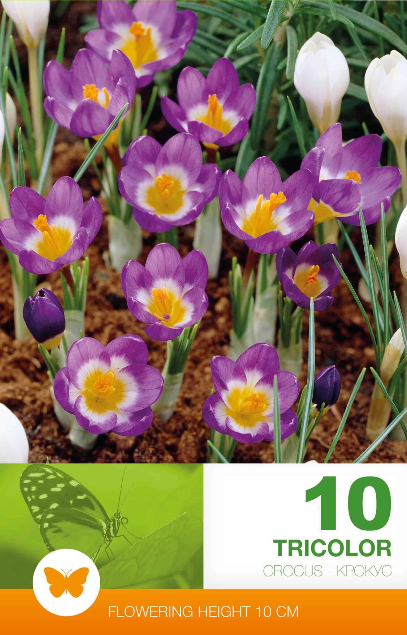 Crocus Sublimis Tricolor