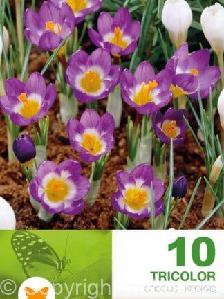 Crocus Sublimis Tricolor