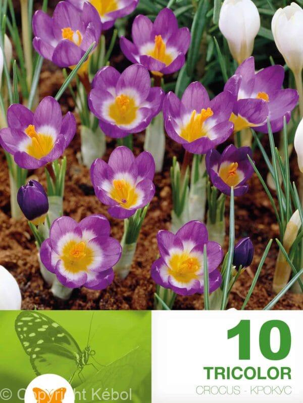 Crocus Sublimis Tricolor