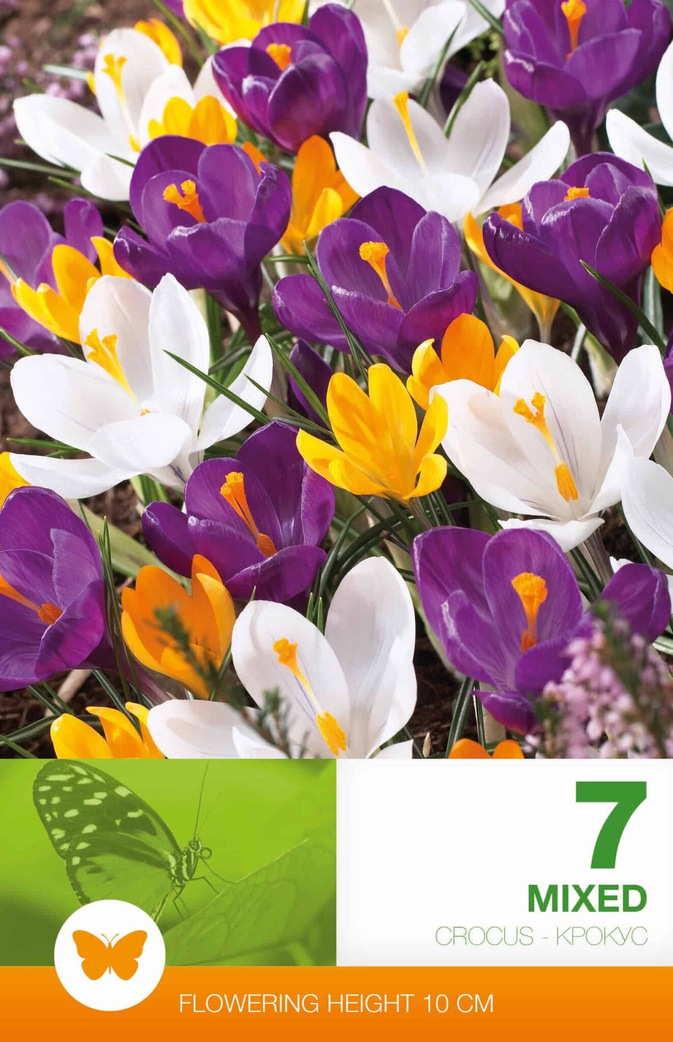 Crocus Mixed