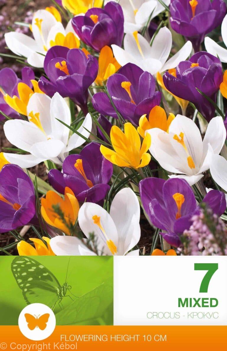 Crocus Mixed