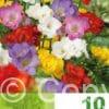 Freesia Double Mixed