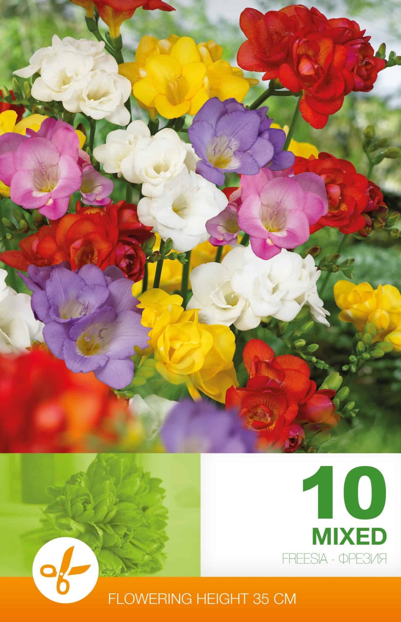 Freesia Double Mixed