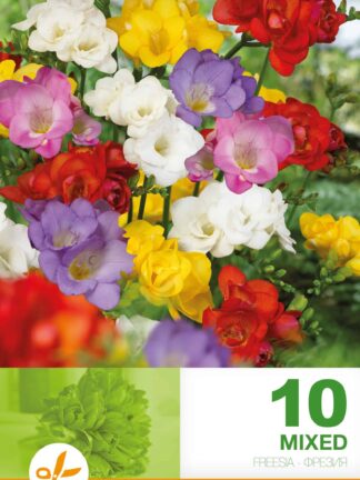 Freesia Double Mixed