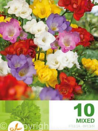 Freesia Double Mixed