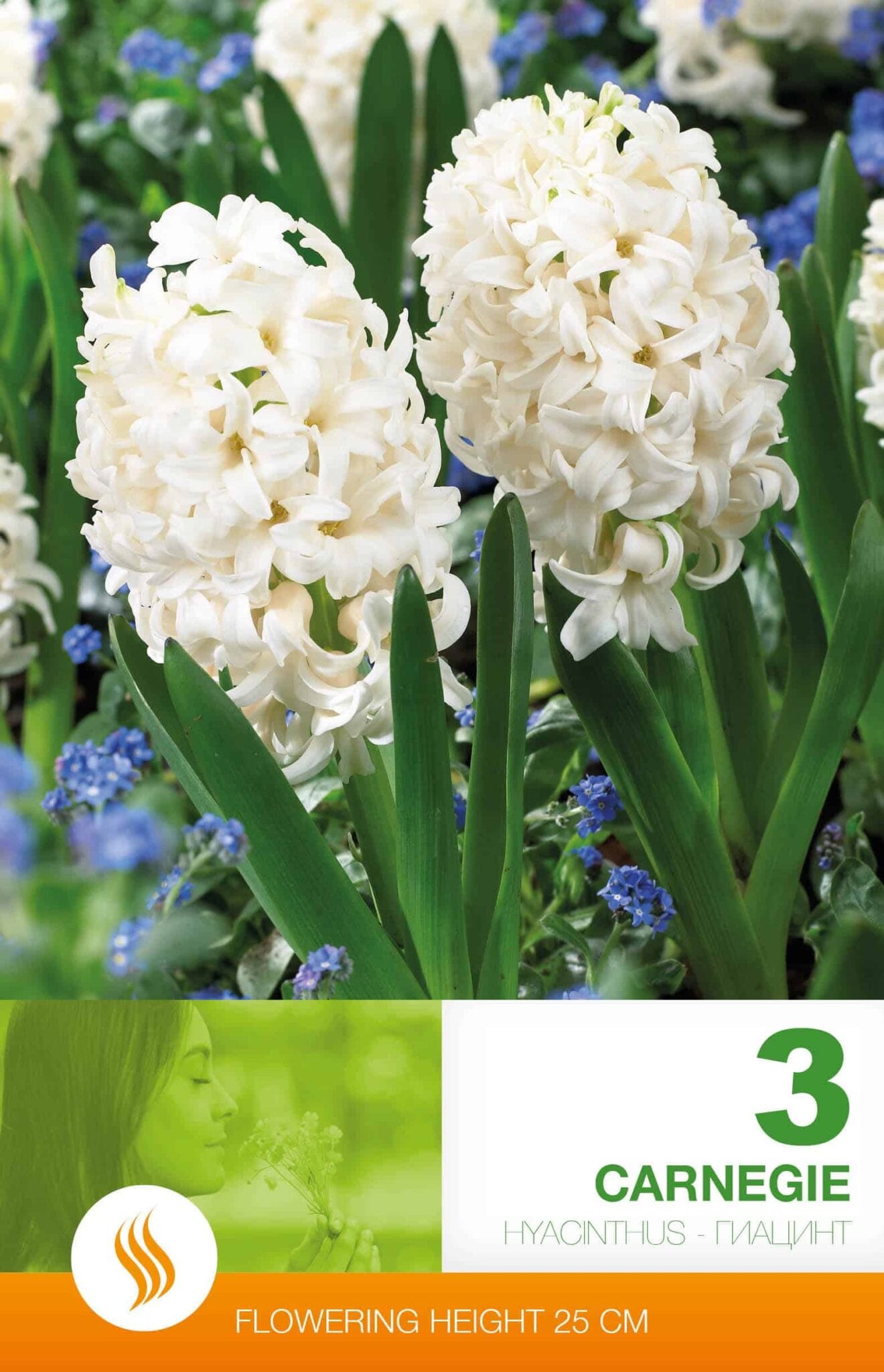 Hyacinthus Carnegie