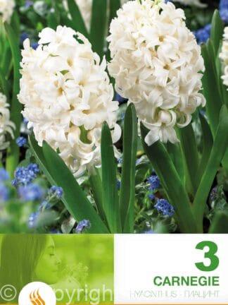 Hyacinthus Carnegie