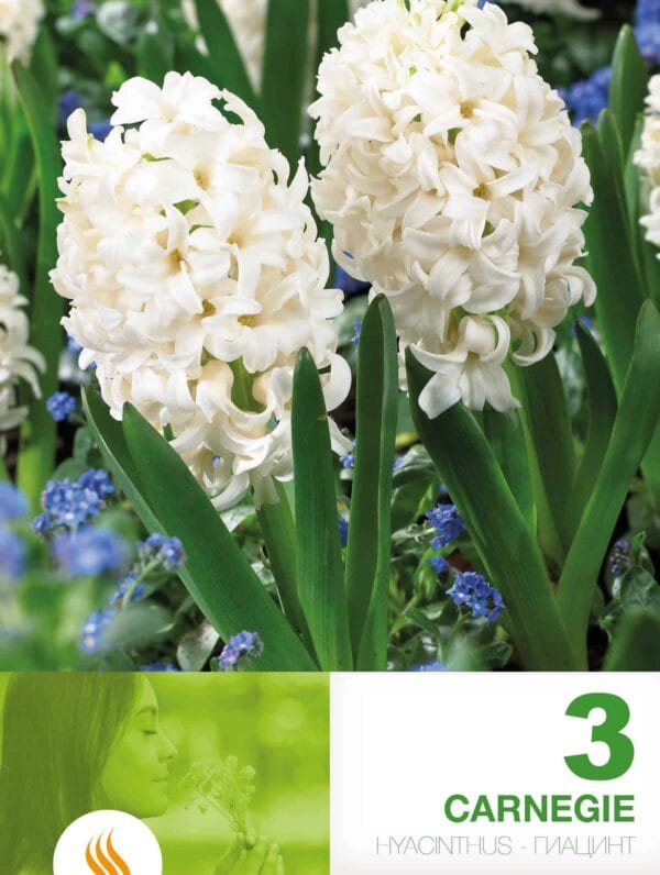 Hyacinthus Carnegie