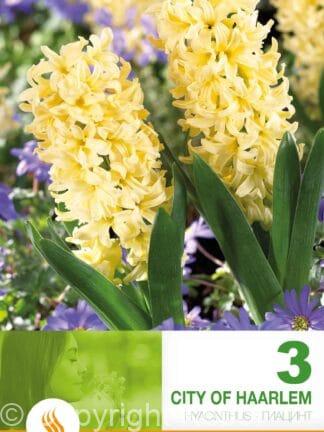 Hyacinthus City of Haarlem