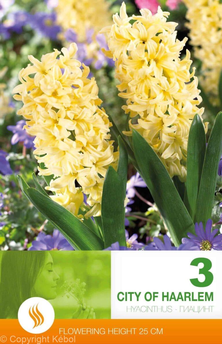 Hyacinthus City of Haarlem