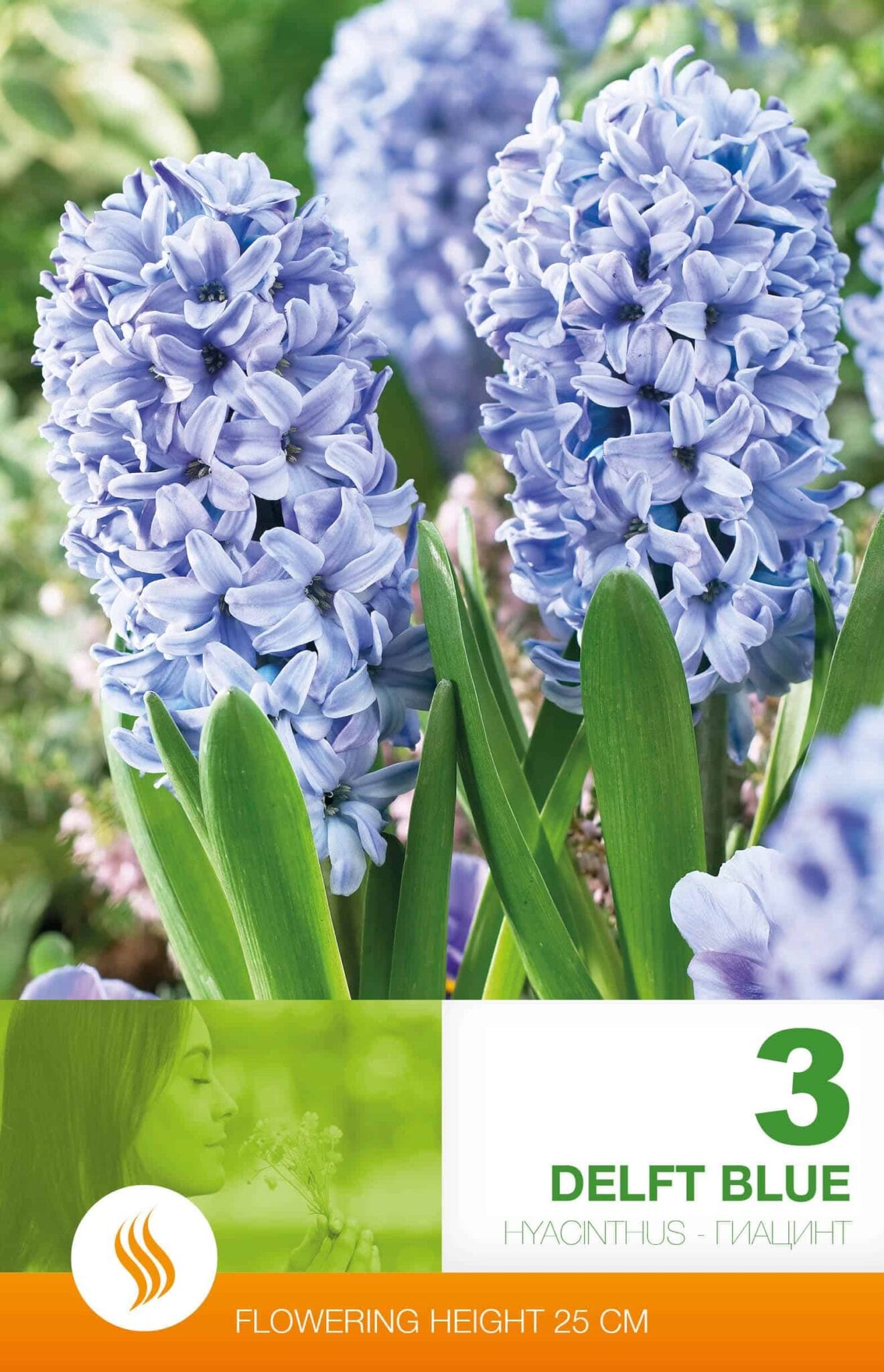 Hyacinthus Delft Blue