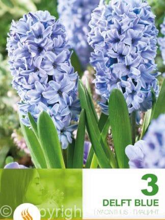 Hyacinthus Delft Blue