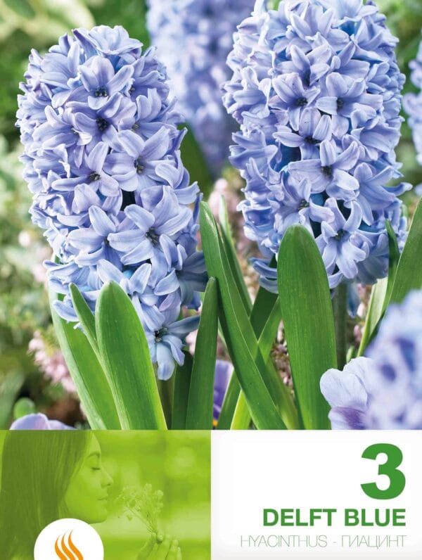 Hyacinthus Delft Blue