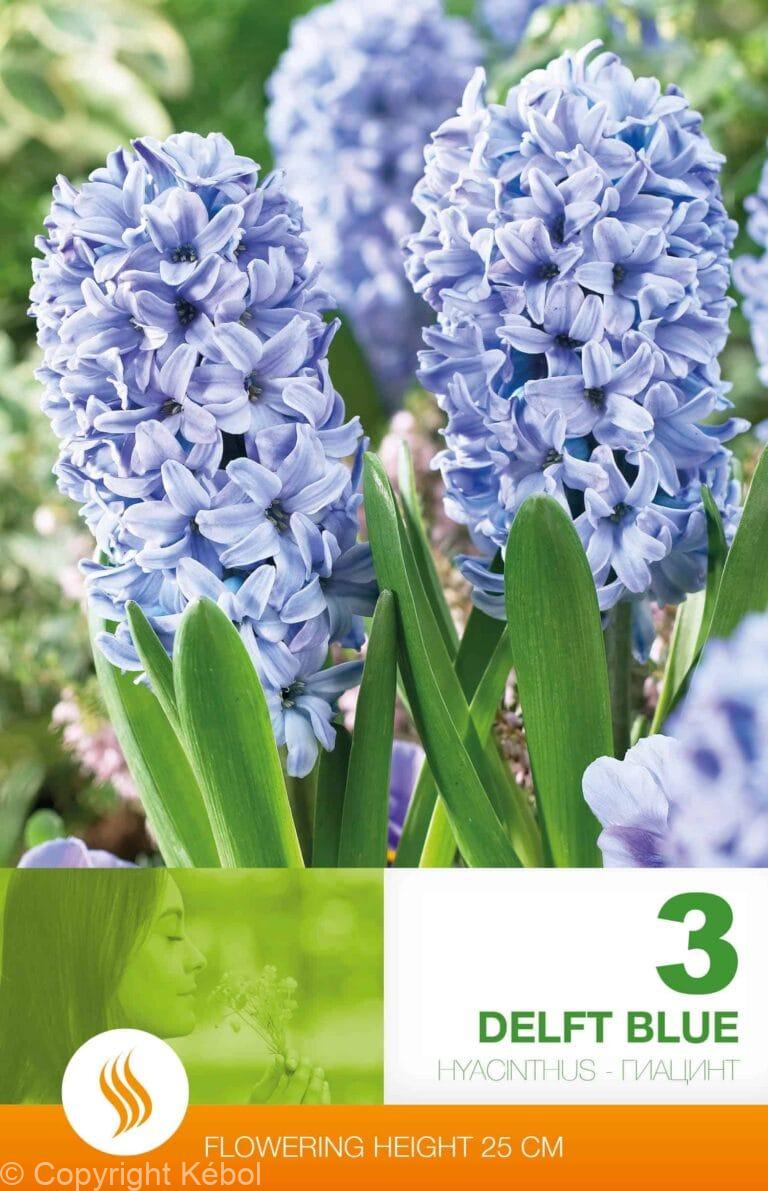 Hyacinthus Delft Blue