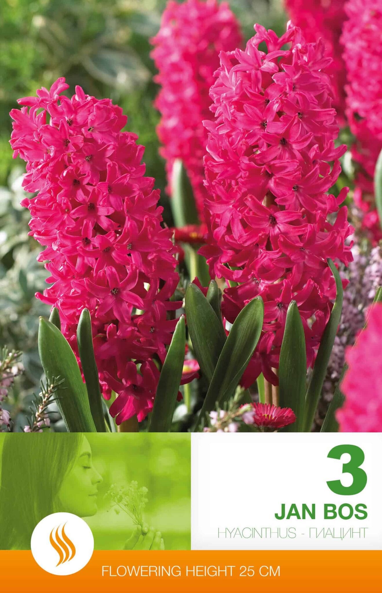 Hyacinthus Jan Bos