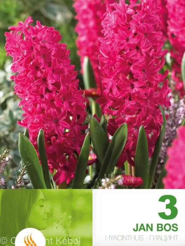 Hyacinthus Jan Bos