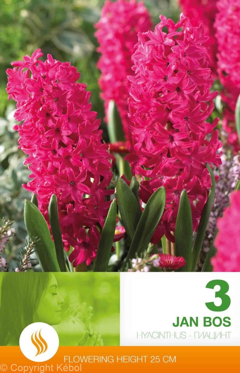 Hyacinthus Jan Bos