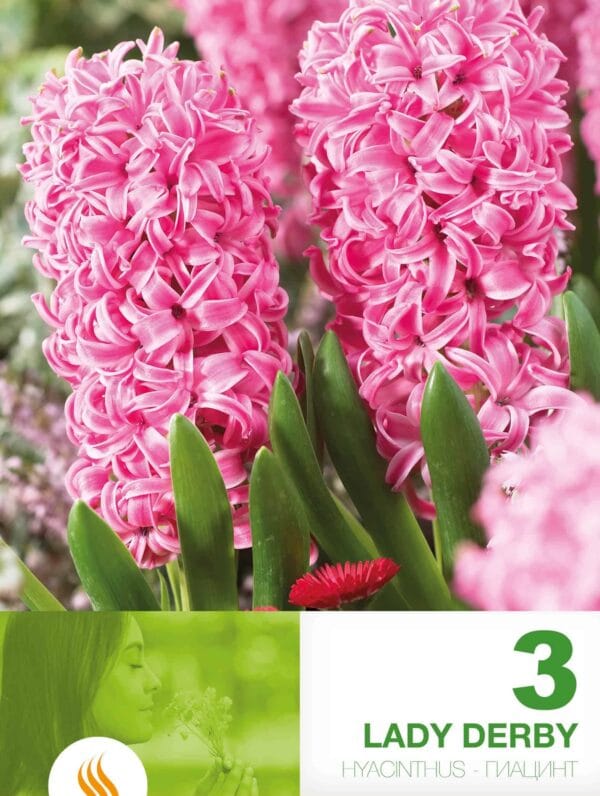 Hyacinthus Lady Derby