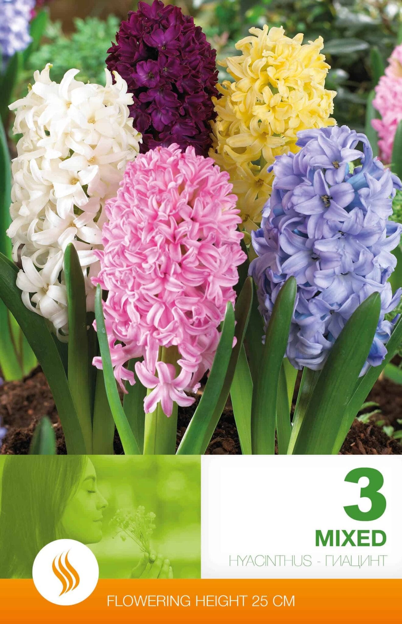 Hyacinthus Mixed