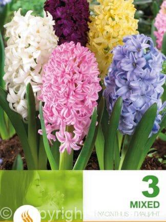 Hyacinthus Mixed