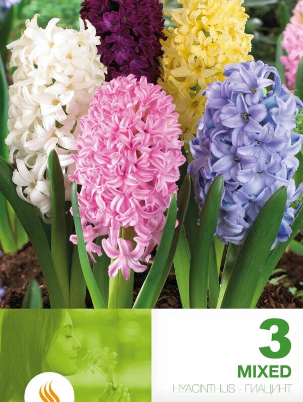 Hyacinthus Mixed