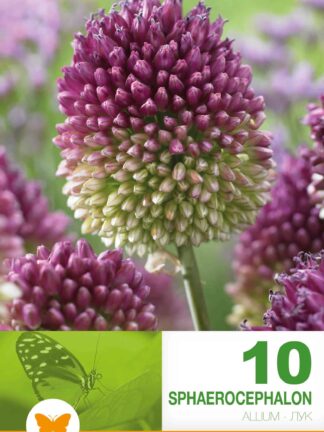 Allium Sphaerocephalon