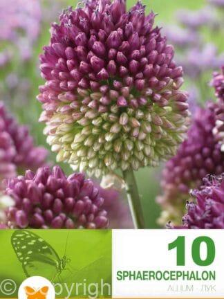 Allium Sphaerocephalon