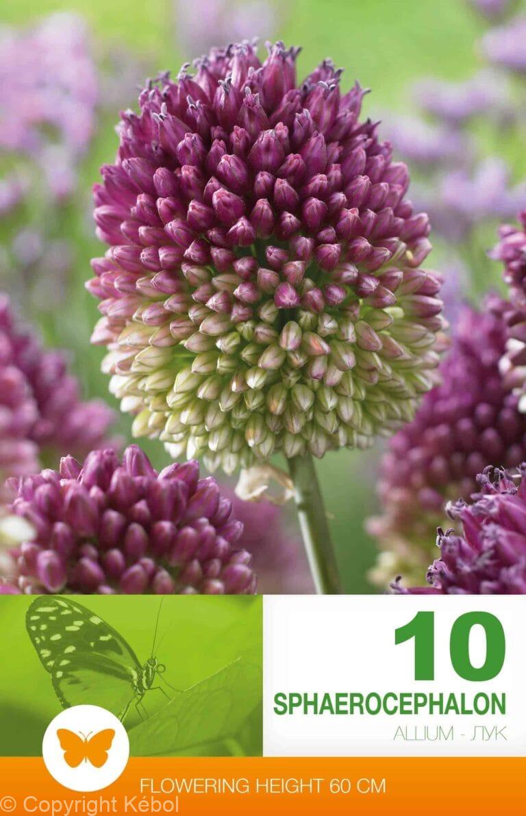 Allium Sphaerocephalon