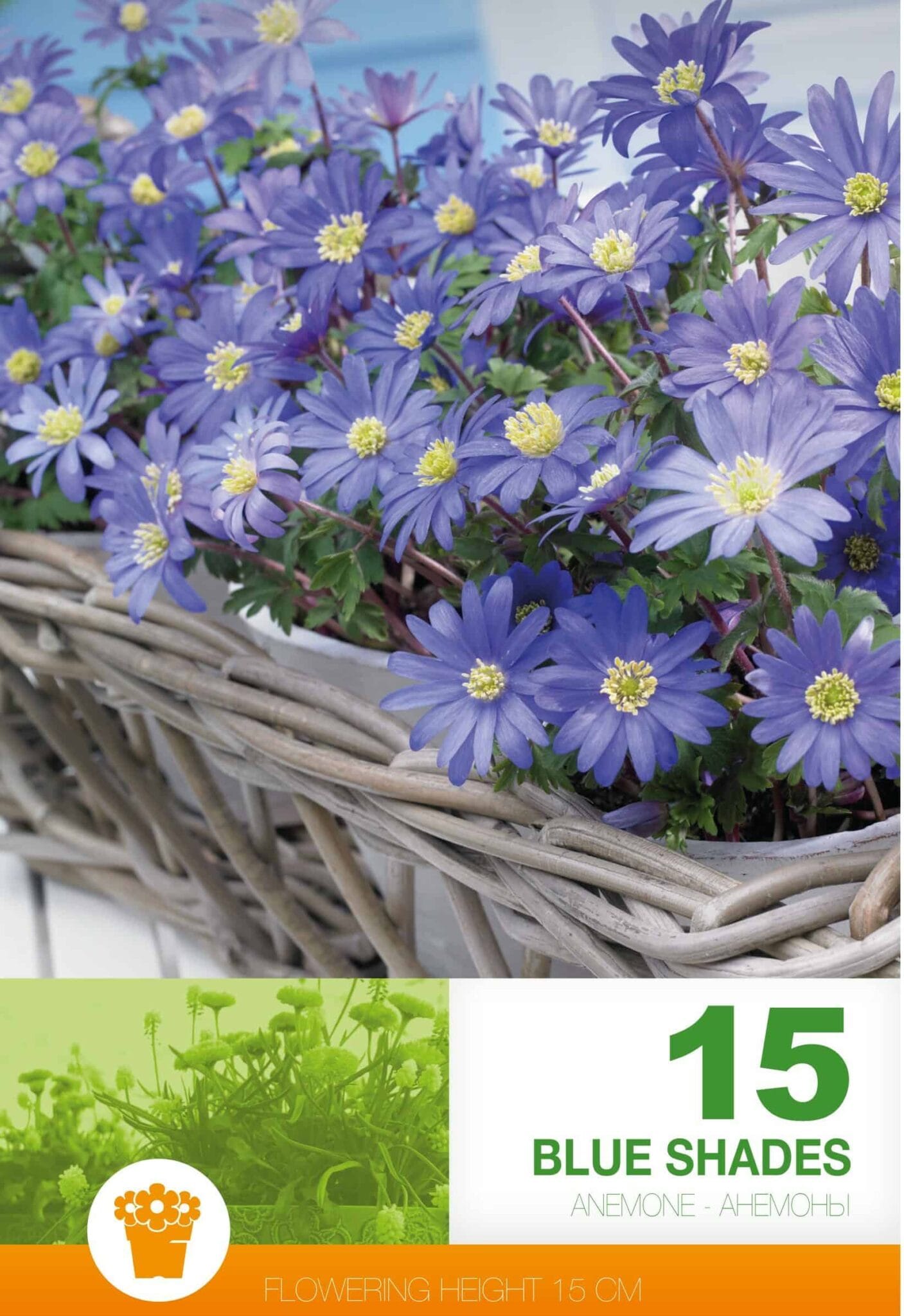 Anemone Blanda Blue Shades