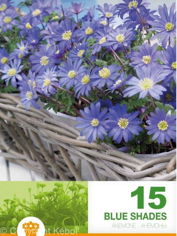 Anemone Blanda Blue Shades