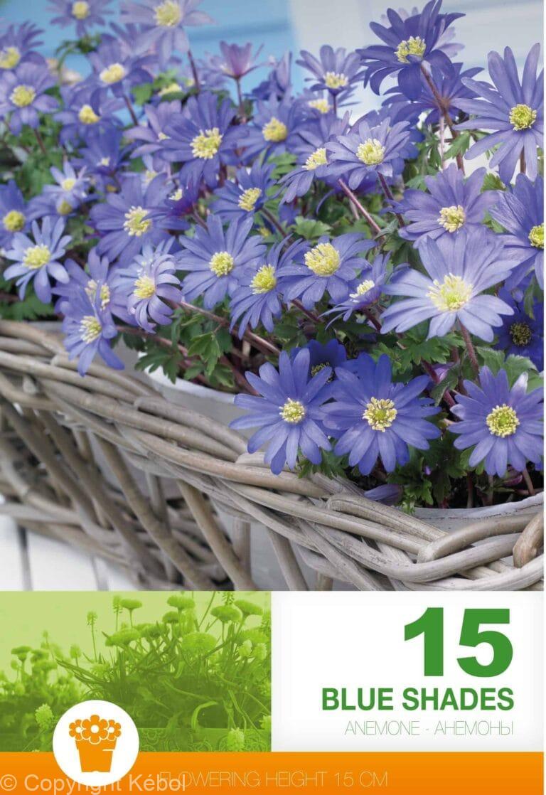 Anemone Blanda Blue Shades