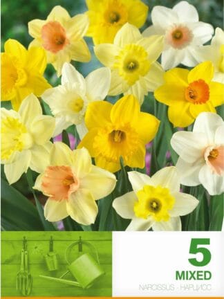 Narcissus Trumpet Mixed