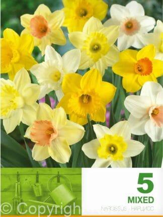 Narcissus Trumpet Mixed
