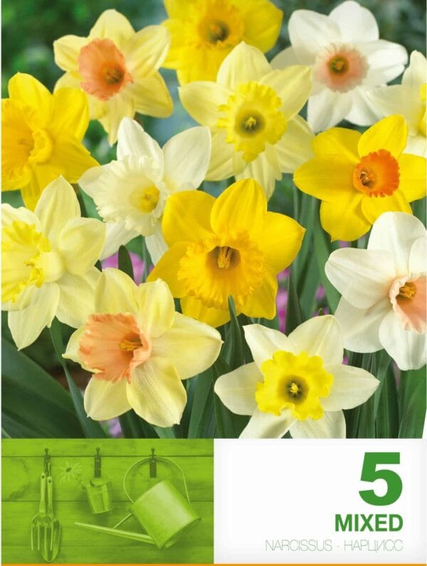 Narcissus Trumpet Mixed