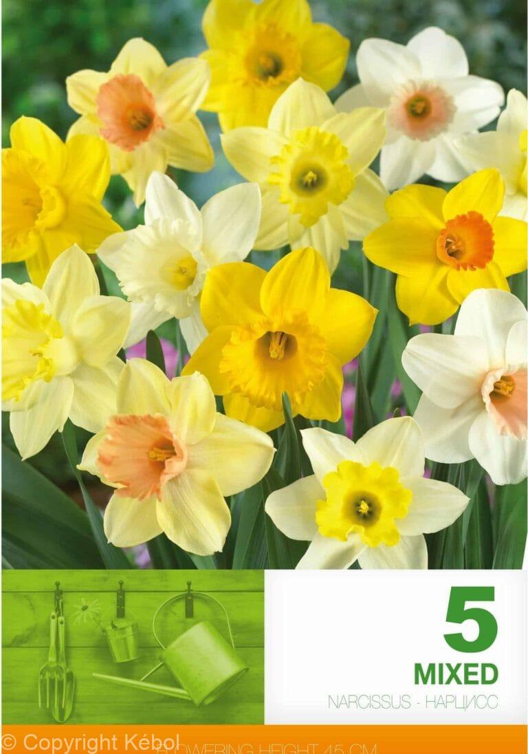 Narcissus Trumpet Mixed