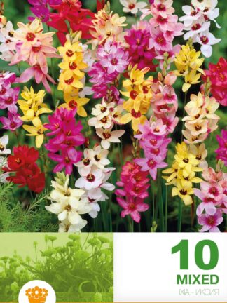 Ixia Mixed