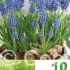 Muscari Armeniacum