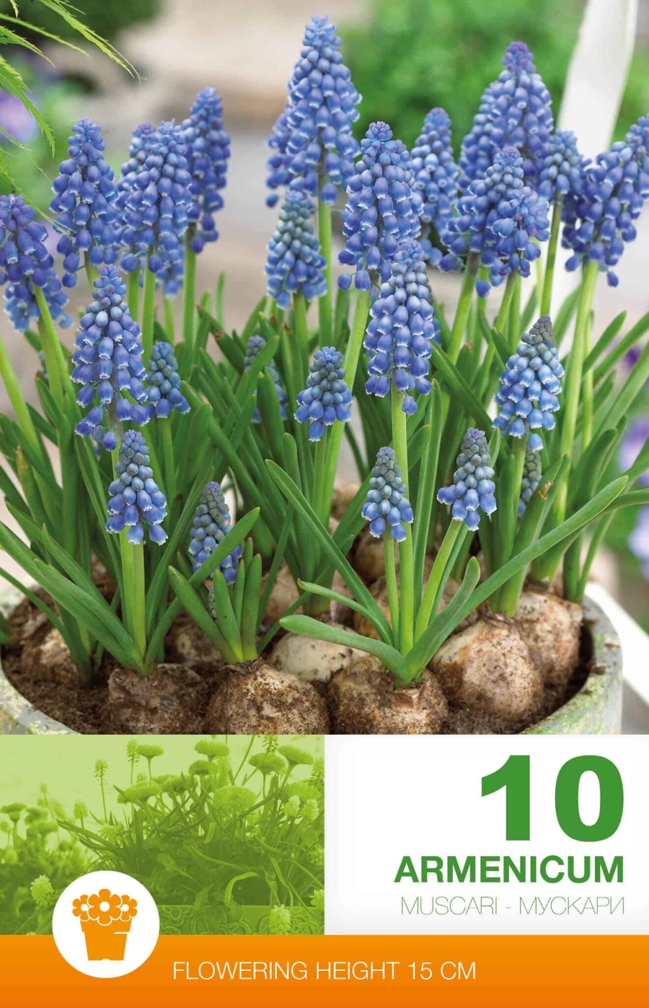 Muscari Armeniacum