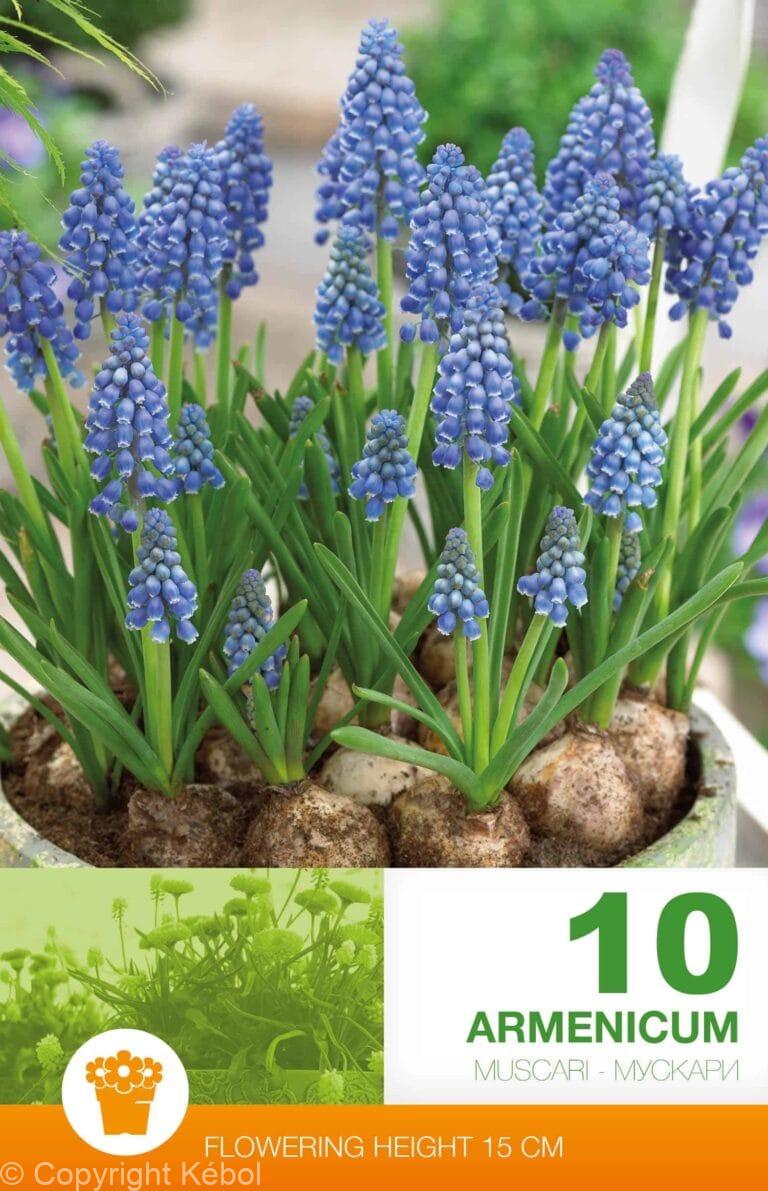 Muscari Armeniacum