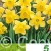 Narcissus Carlton
