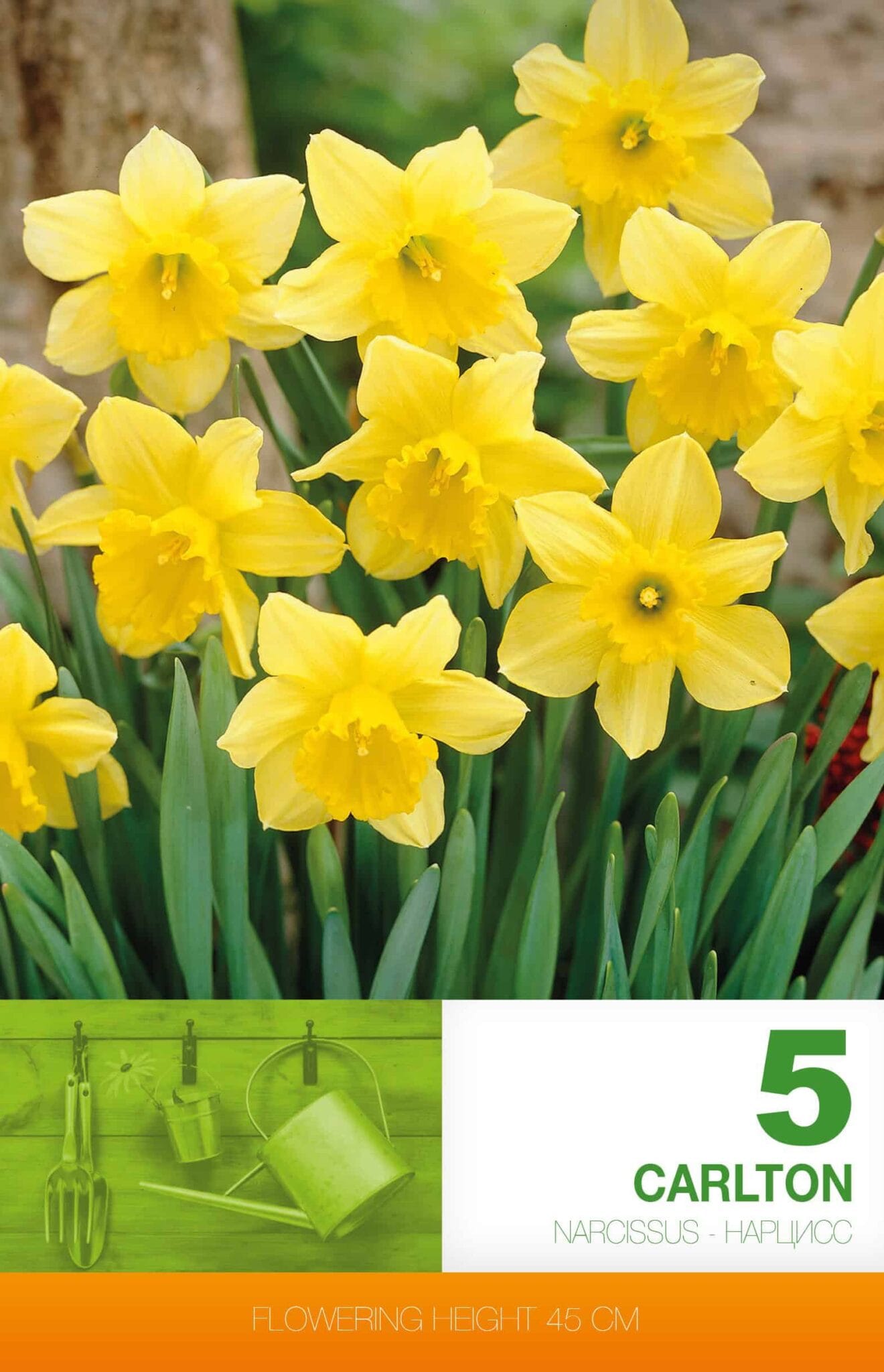 Narcissus Carlton