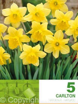 Narcissus Carlton