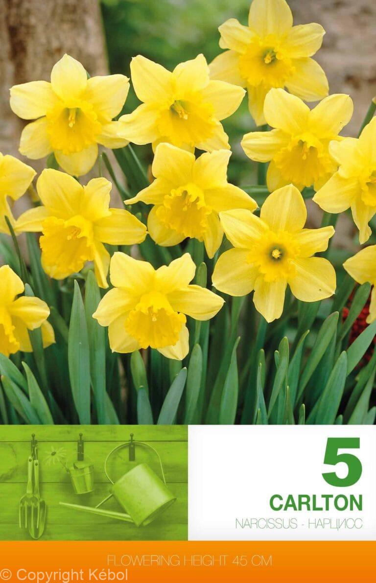 Narcissus Carlton