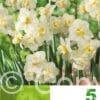 Narcissus Cheerfulness